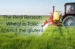 The Real Reason Wheat is Toxic (it’s not the gluten)